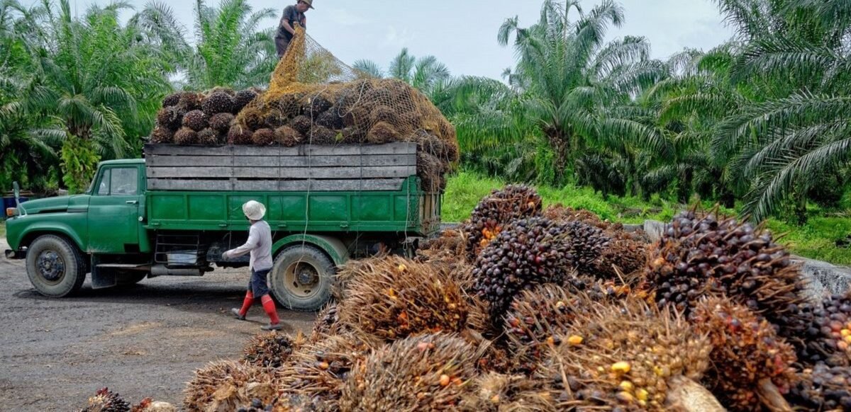 Info tabel harga ganti rugi tanam tumbuh tanaman karet dan sawit di Kalimantan Timur (Kaltim) tahun 2025, lengkap cara menentukan. (Foto ilustrasi: Pinterest/Abskura)
