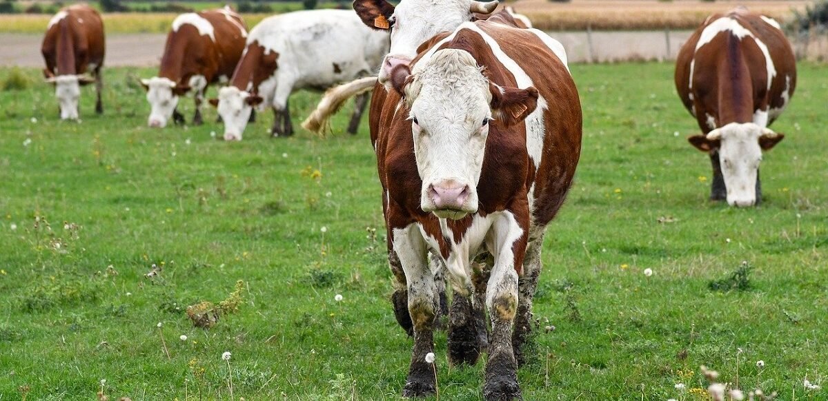 Penjelasan laba rugi nilai wajar aset biologis masuk ke non operating income atau expense dan peraturan menurut SAP dan SAK. (Pixabay/christels)